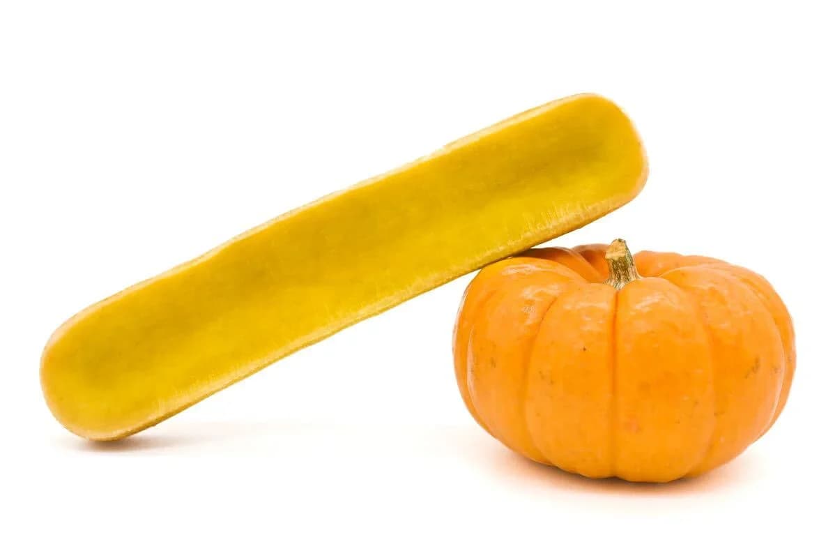 Bâtonnet de Fromage à Mâcher - Citrouille